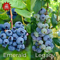 Blueberry Plug Bundle