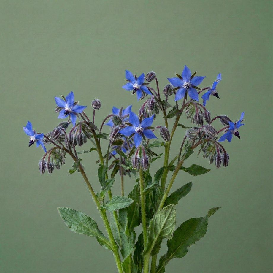 borage plant Borage 200 Seeds