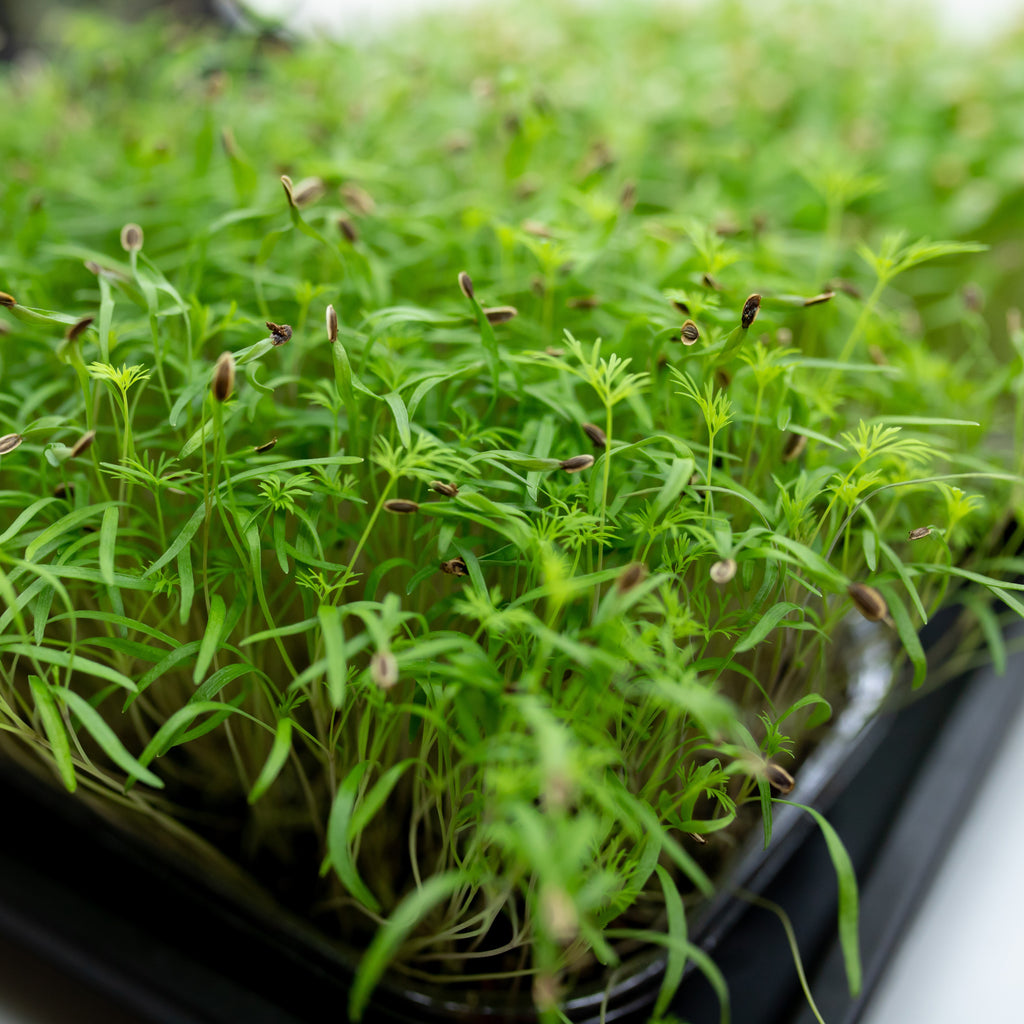 Bouquet Dill Microgreens - HOSS