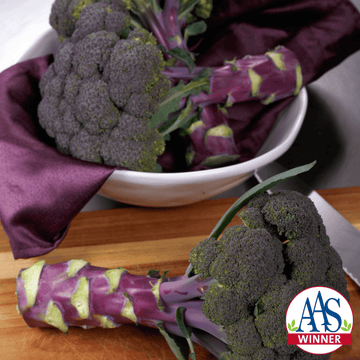 Green Magic Hybrid Broccoli F1 – HOSS