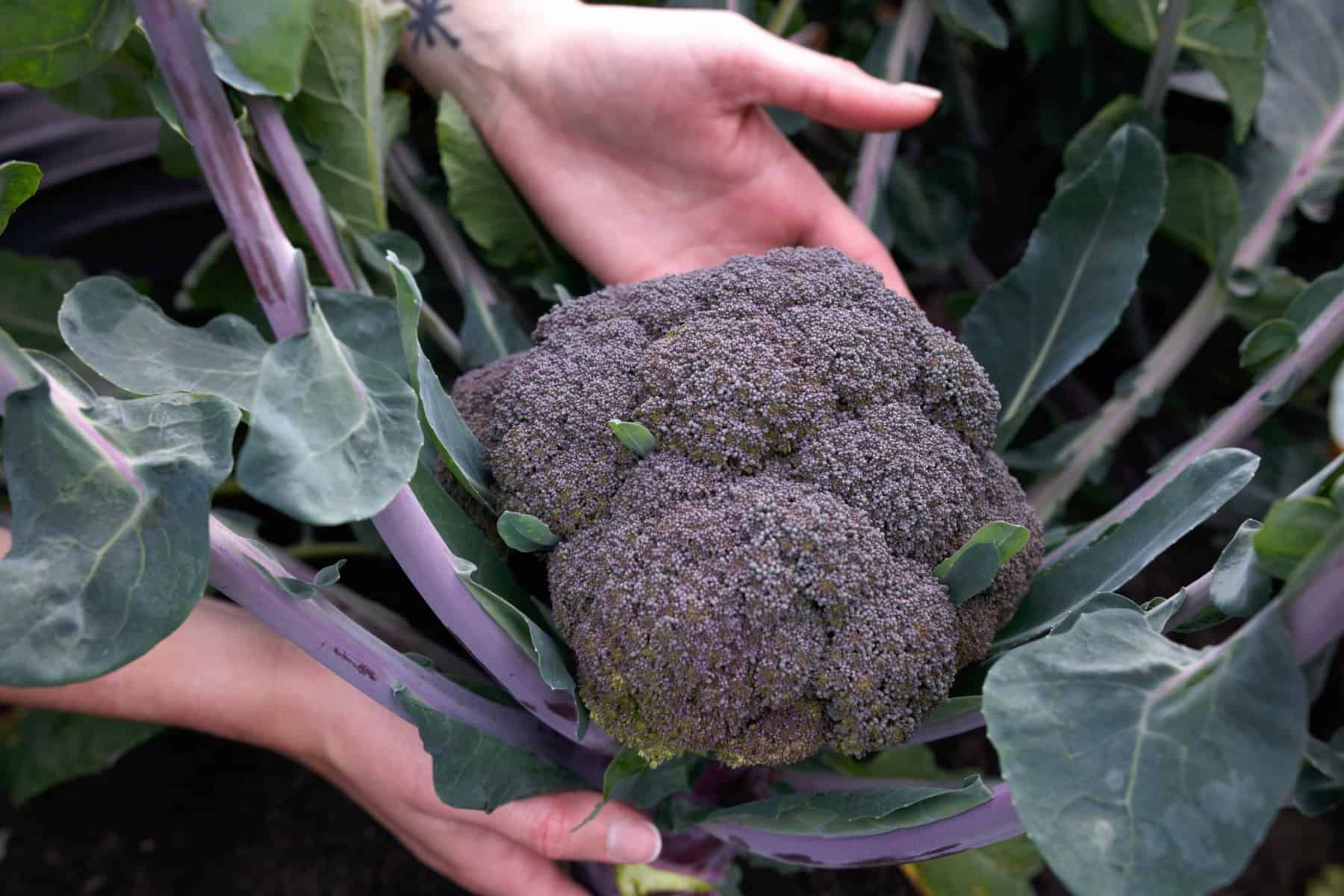 Broccoli Magic Shapoo Purple Magic Hybrid Broccoli F1 – HOSS
