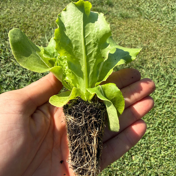 Close up photo of a young lettuce plant plug in a hand