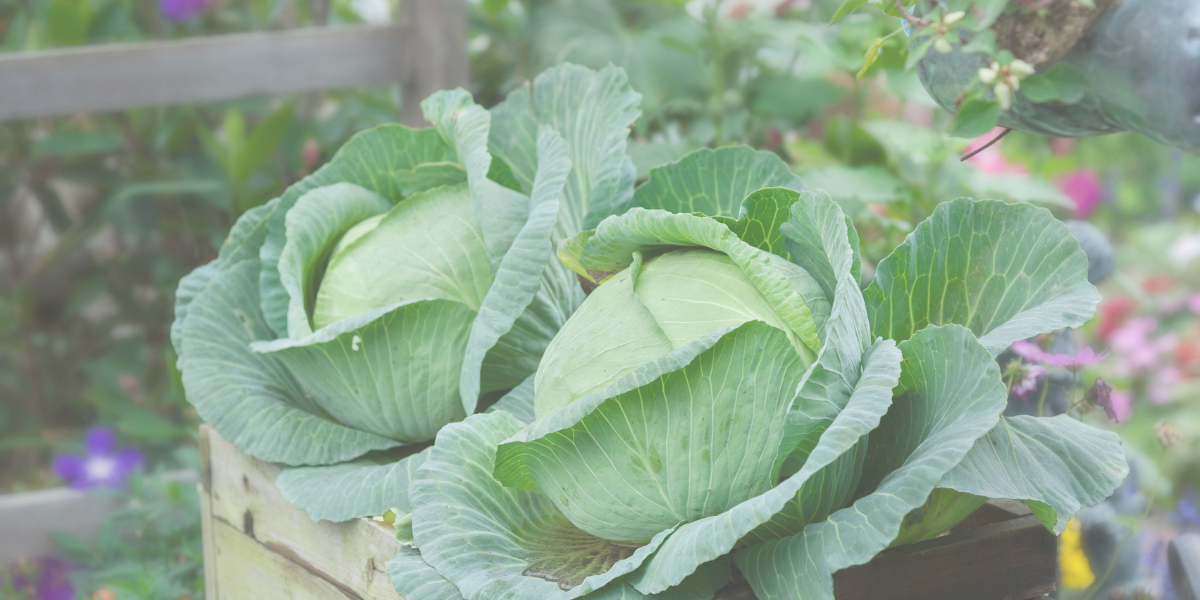 2 heads of cabbage sitting in a scenic garden. 
