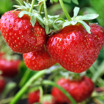 Strawberry Plugs – HOSS