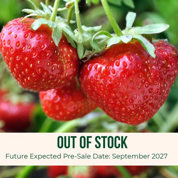 Image of Camarosa Strawberry Bunch with Out of Stock banner with future expected pre-sale date of September 2027