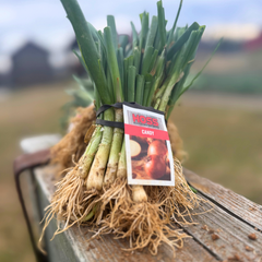 Candy Onion Plant Bundle