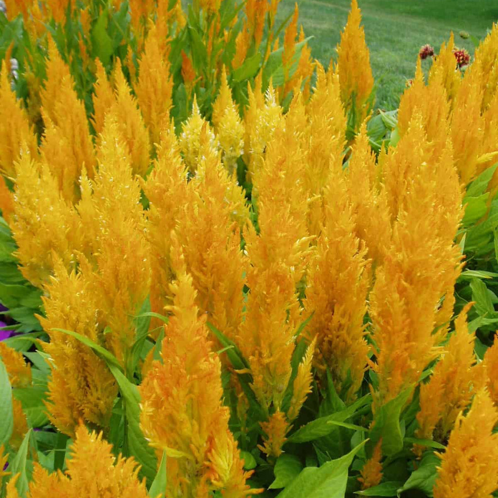 Century Yellow Celosia