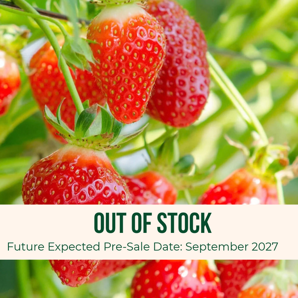 Image of the Chandler Strawberry bunch with an out of stock banner. Future Expected Pre-Sale Date of September 2027. 