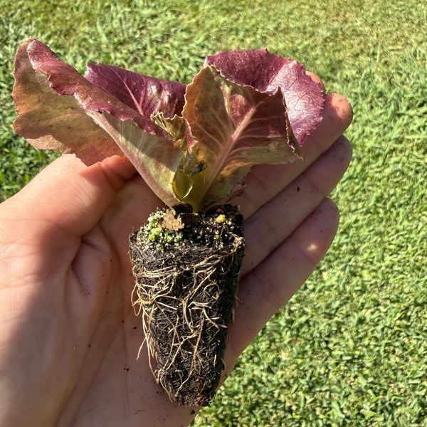 A hand holding a young red lettuce plant with its roots exposed, set against a background of green grass.