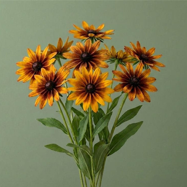cherokee rose seeds for sale Cherokee Sunset Rudbeckia – HOSS