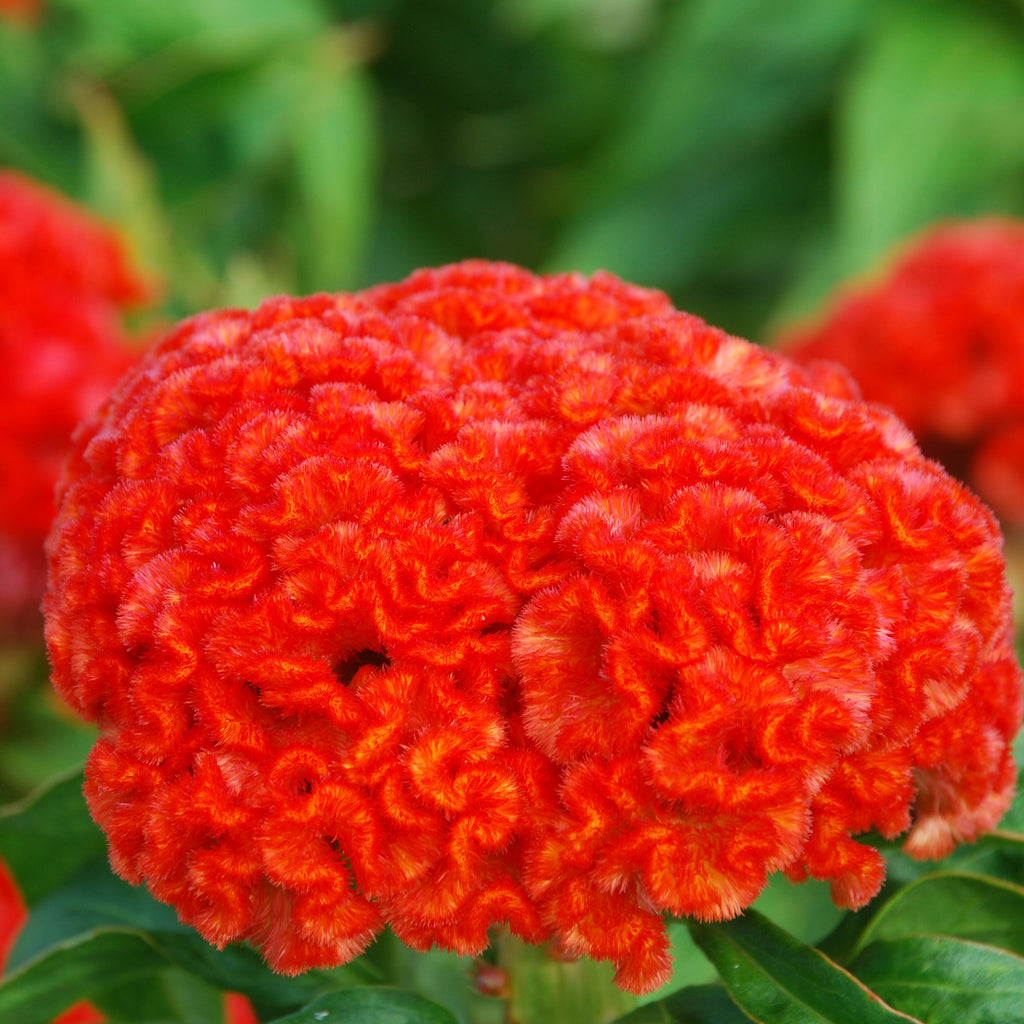 Celosia Argentea "Cristata Twisted Mix" - Vendita Piante Online - Foto 5