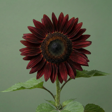 Sunflowers – HOSS