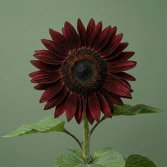 Chocolate Cherry Sunflower