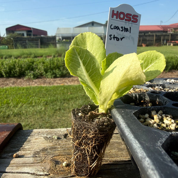 A young coastal star lettuce plant with light green leaves and a visible root ball, standing on a wooden table outdoors. A HOSS plant tag is attached, and other seed trays are visible in the background.
