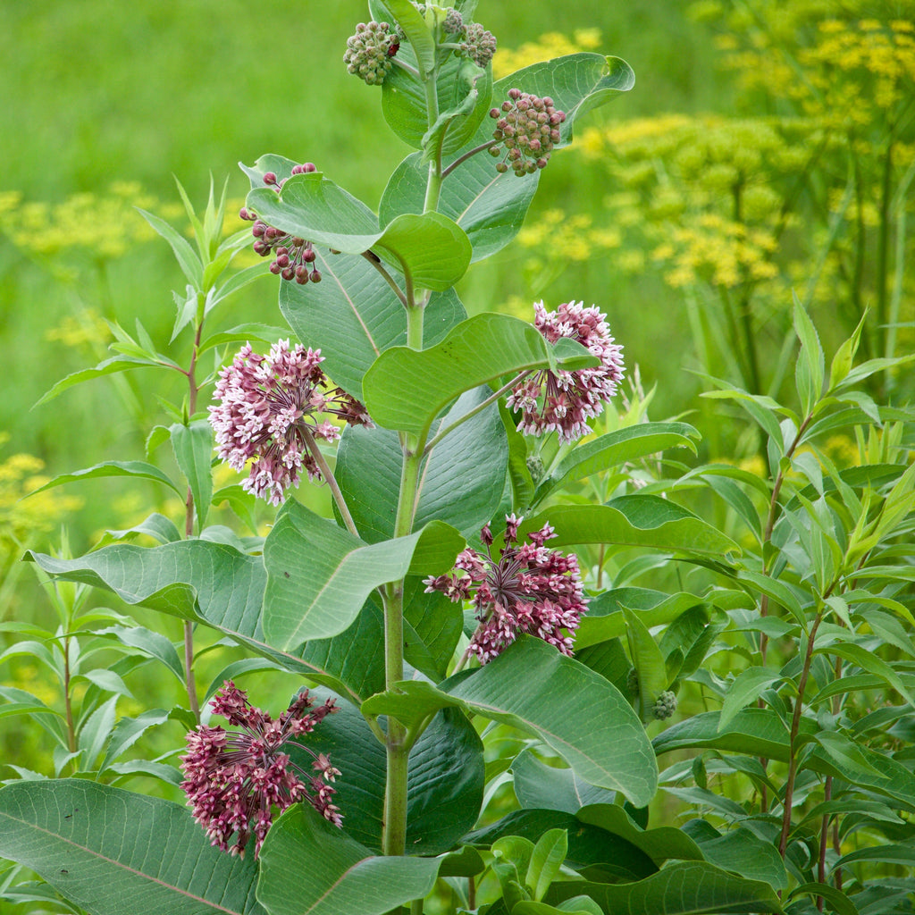 Hoss Common Milkweed Plant