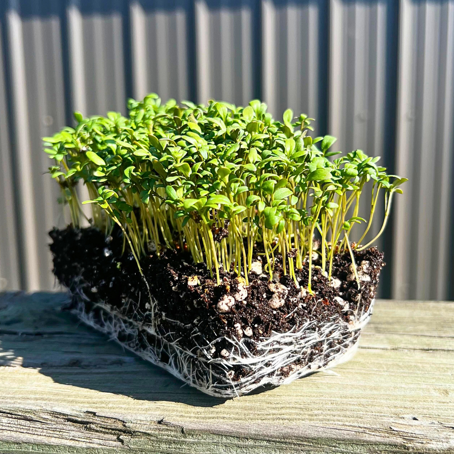 Curled Cress Microgreens 25 Pounds