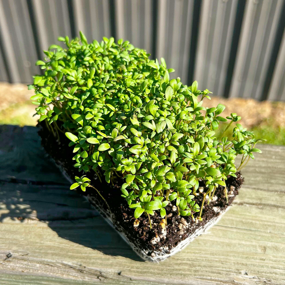 Curled Cress Microgreens 25 Pounds