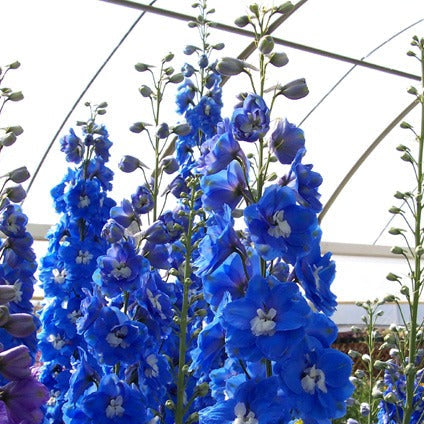 delphinium flower seeds Aurora Blue Delphinium 250 Seeds