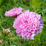 Double Dutch Rose Cosmos – HOSS