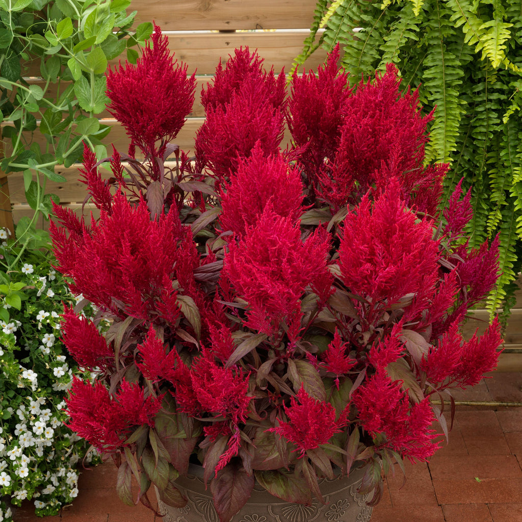 Hoss Dragon's Breath Celosia