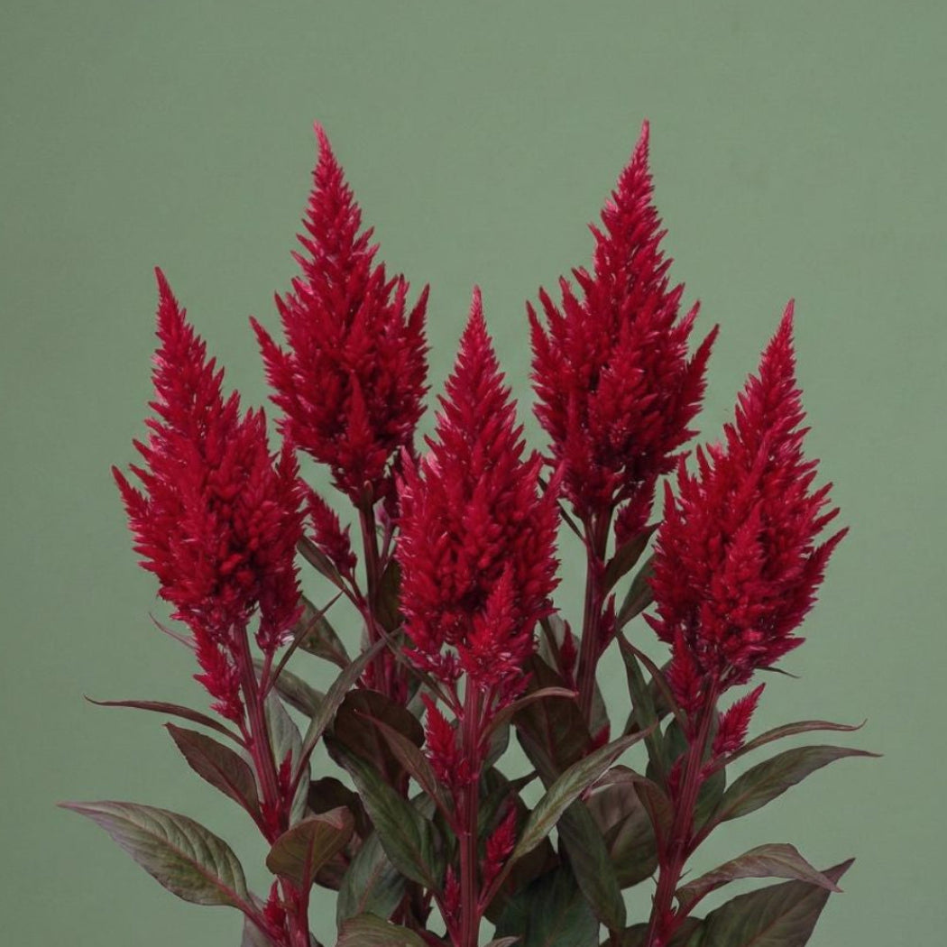 celosia seed planting depth Dragon's Breath Celosia