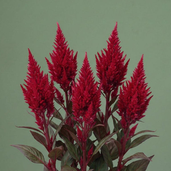 dragon's breath indoor plant Dragon's Breath Celosia 150 Seeds