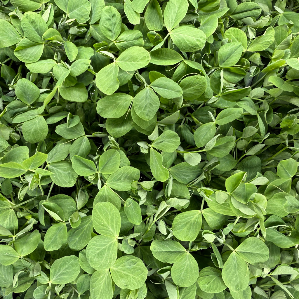 Dunn Pea 2.0 Microgreen 