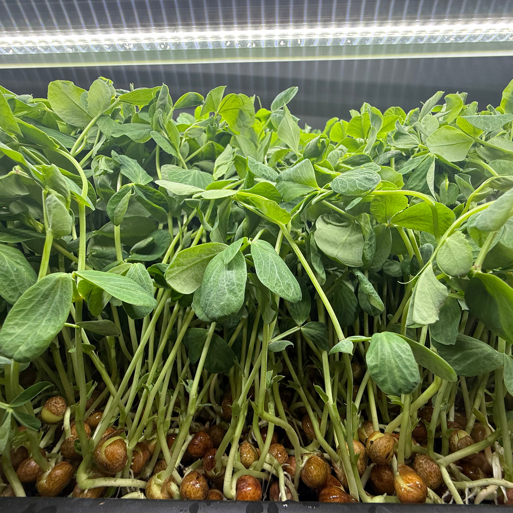 Dunn Pea 2.0 Microgreen