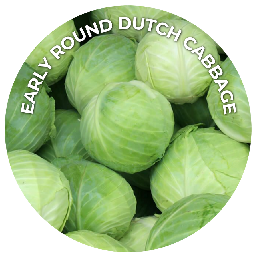 Multiple green round cabbages stacked on top of each other. 