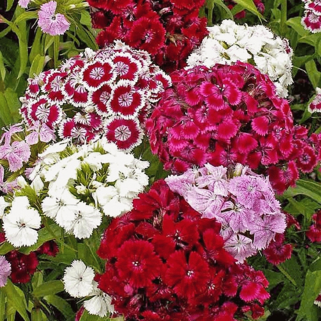 Sweet William Electron Mix – HOSS
