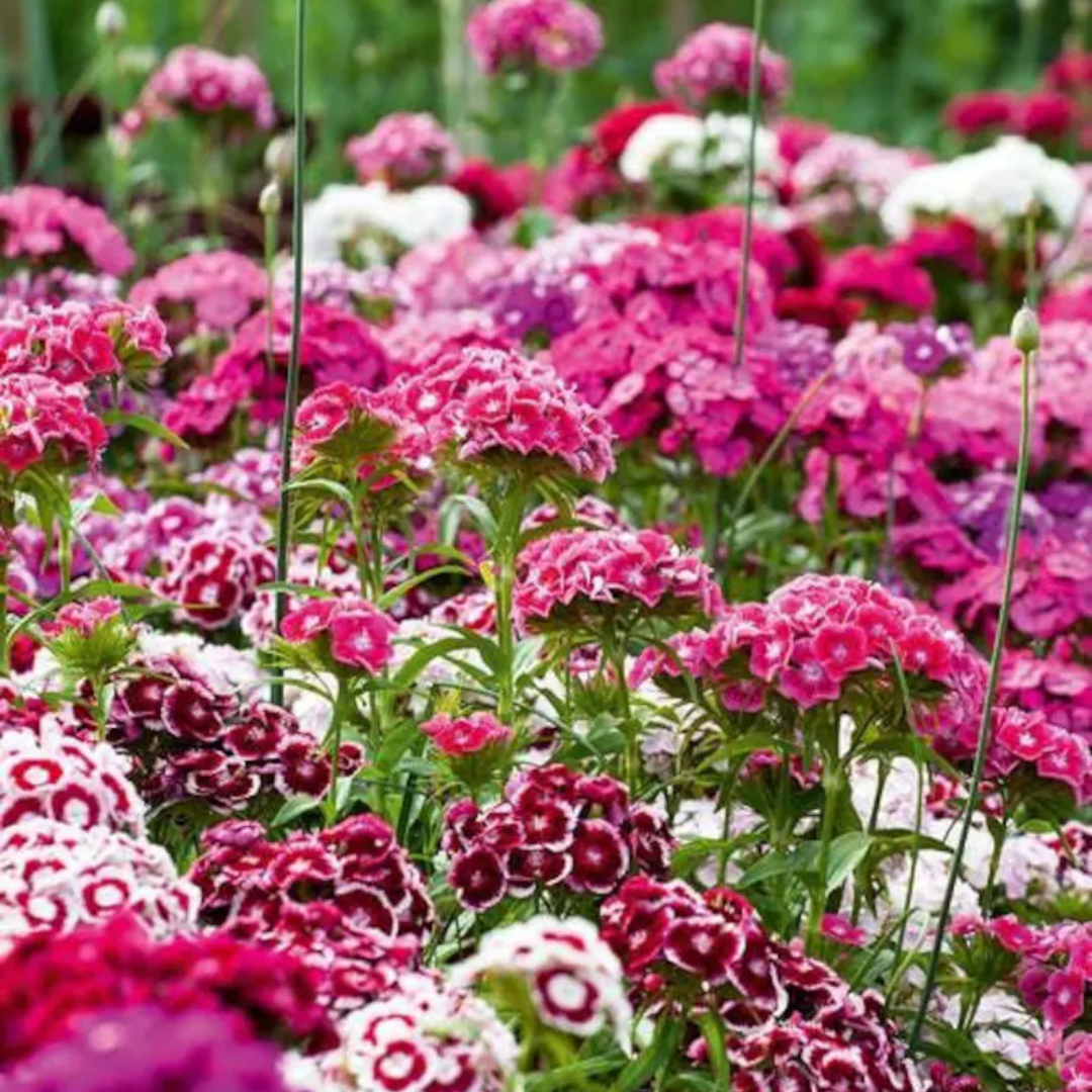Sweet William Electron Mix – HOSS