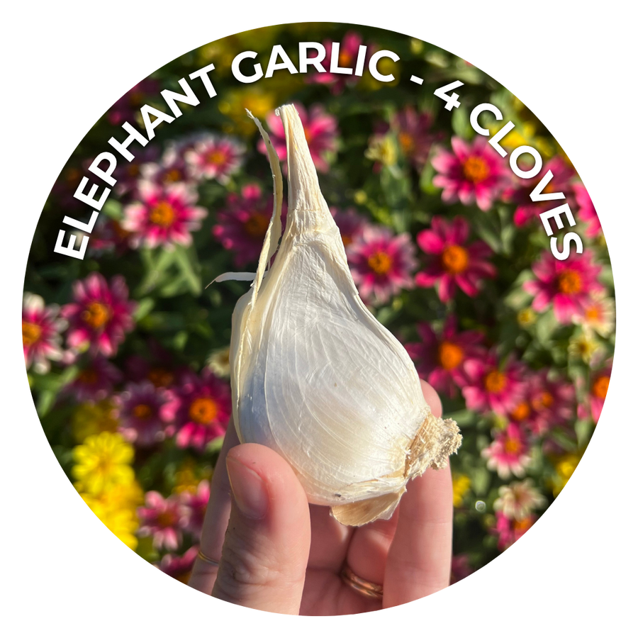 A hand holding a single peeled garlic bulb in front of a blurred background of pink and yellow flowers. White text along the top of the circular image reads 'ELEPHANT GARLIC - 4 CLOVES'.