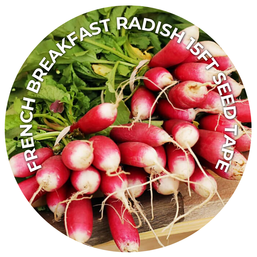 French Breakfast Radish 15 ft seed tape: a circle of freshly harvested pink radishes with white tips and green tops.