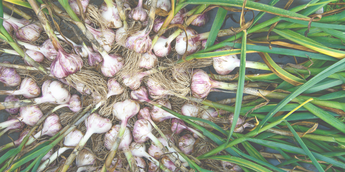 A close-up of freshly harvested garlic bulbs with roots and green leaves clustered together.
