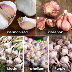 Garlic Bulb Bundle