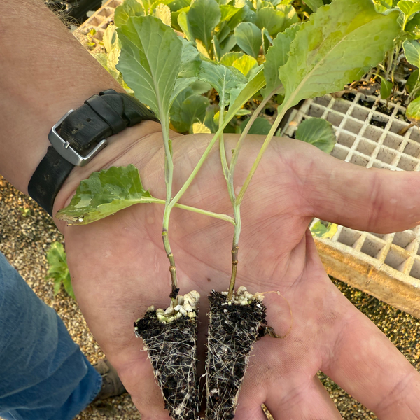 Person holding two small plants with roots in soil, outdoors.