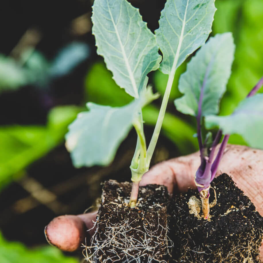 Hand holding two young plants with soil, surrounded by green foliage of young collard plant