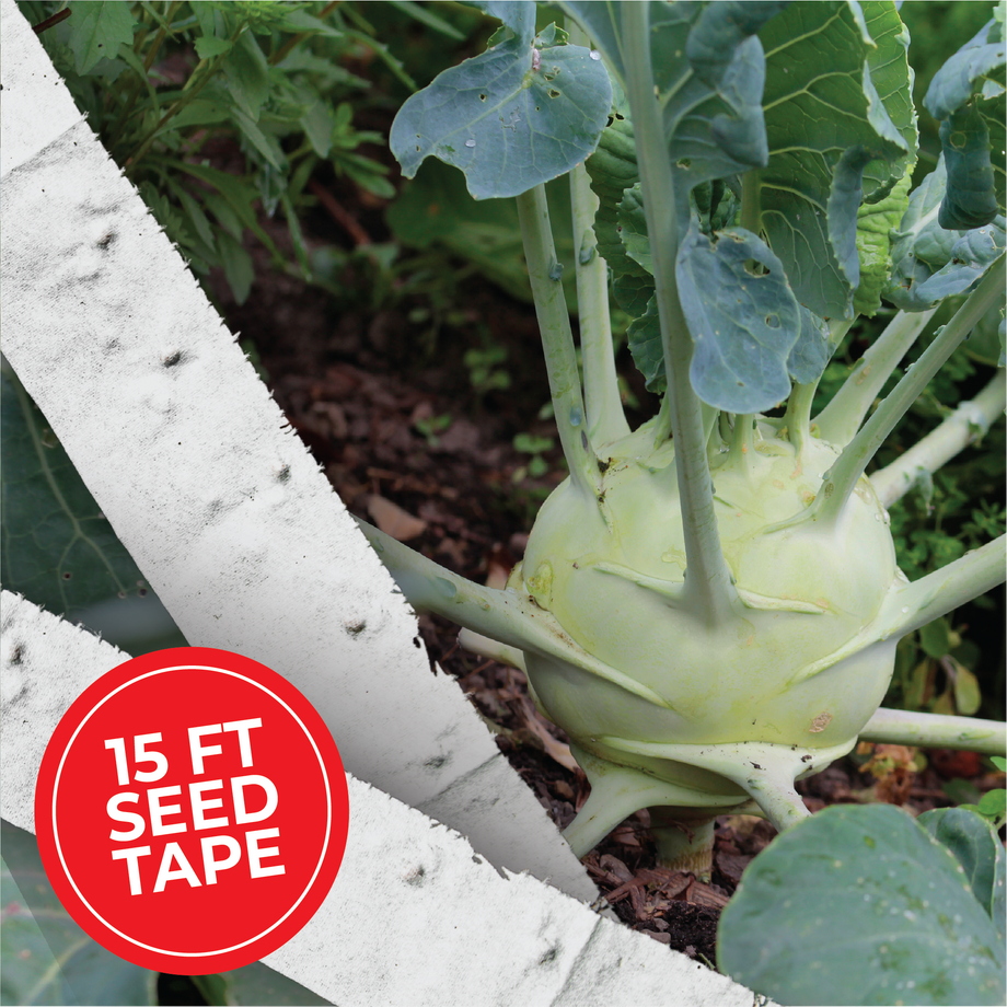 vegetable seed strips for planting where to buy Giant White Kohlrabi Seed Tape 12 Tapes (90 ft.)