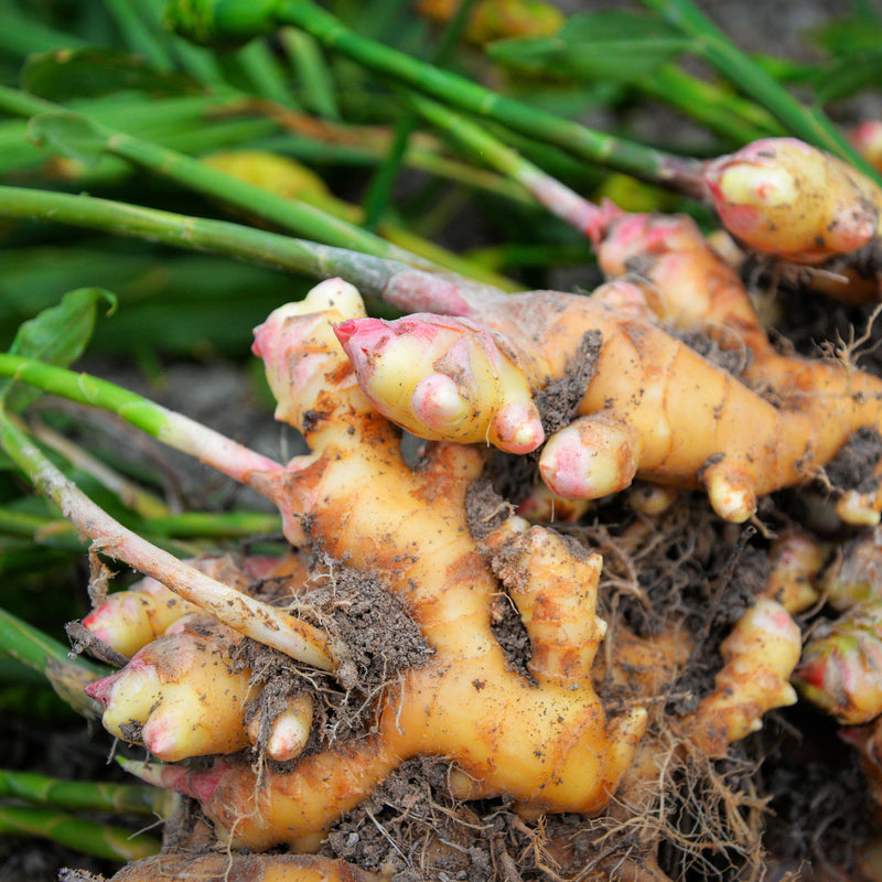 Ginger roots with green leaves on a natural background