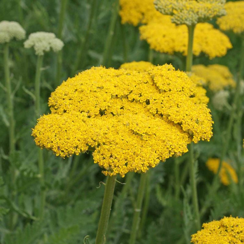 Hoss Gold Yarrow Cut Flower