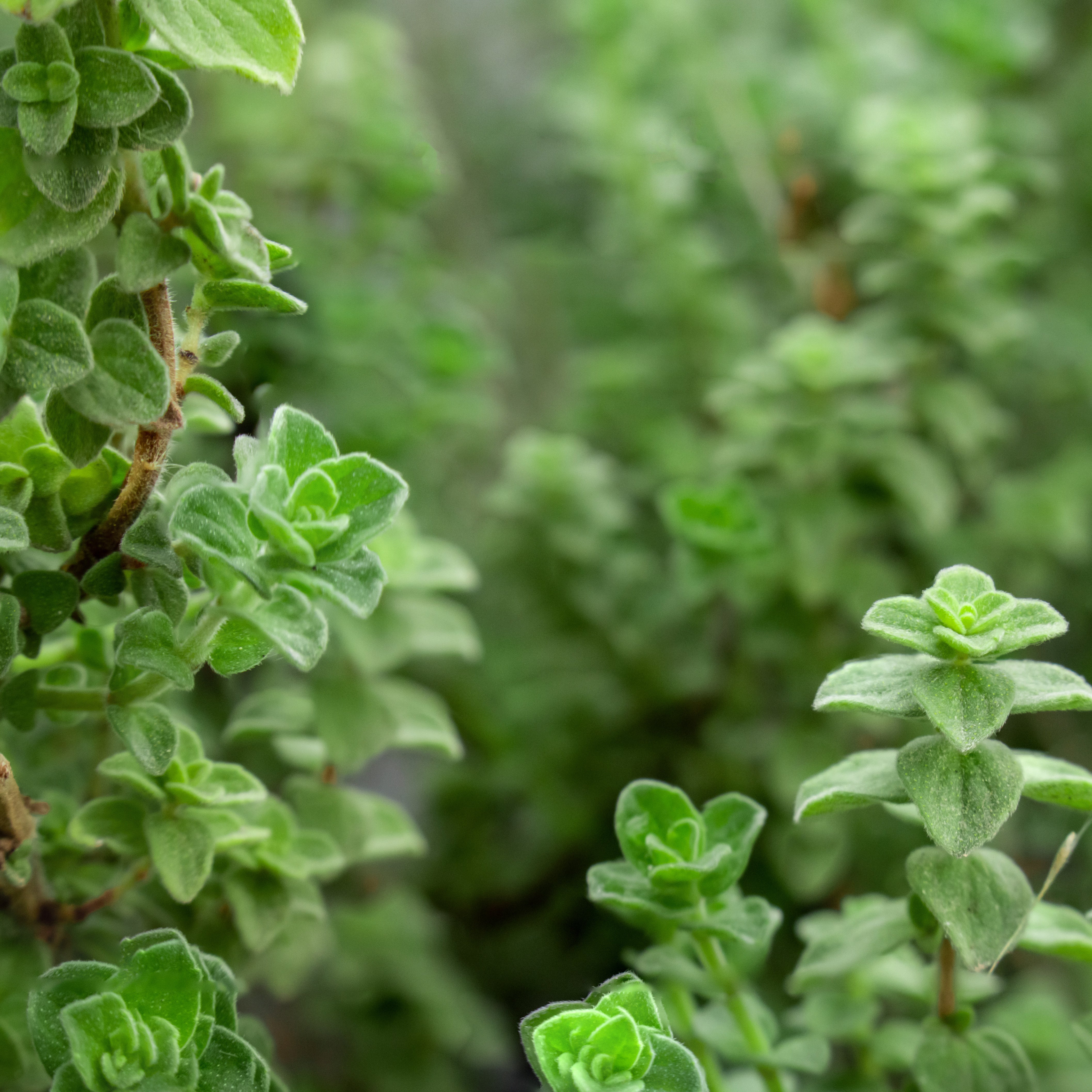 Everything You Need To Know About Greek Oregano