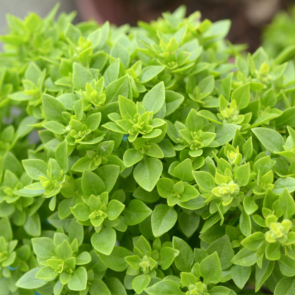 Greg Greek Basil – HOSS