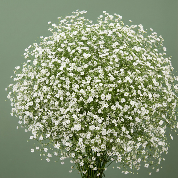 Gypsy White Improved Baby's Breath | Grow Hoss