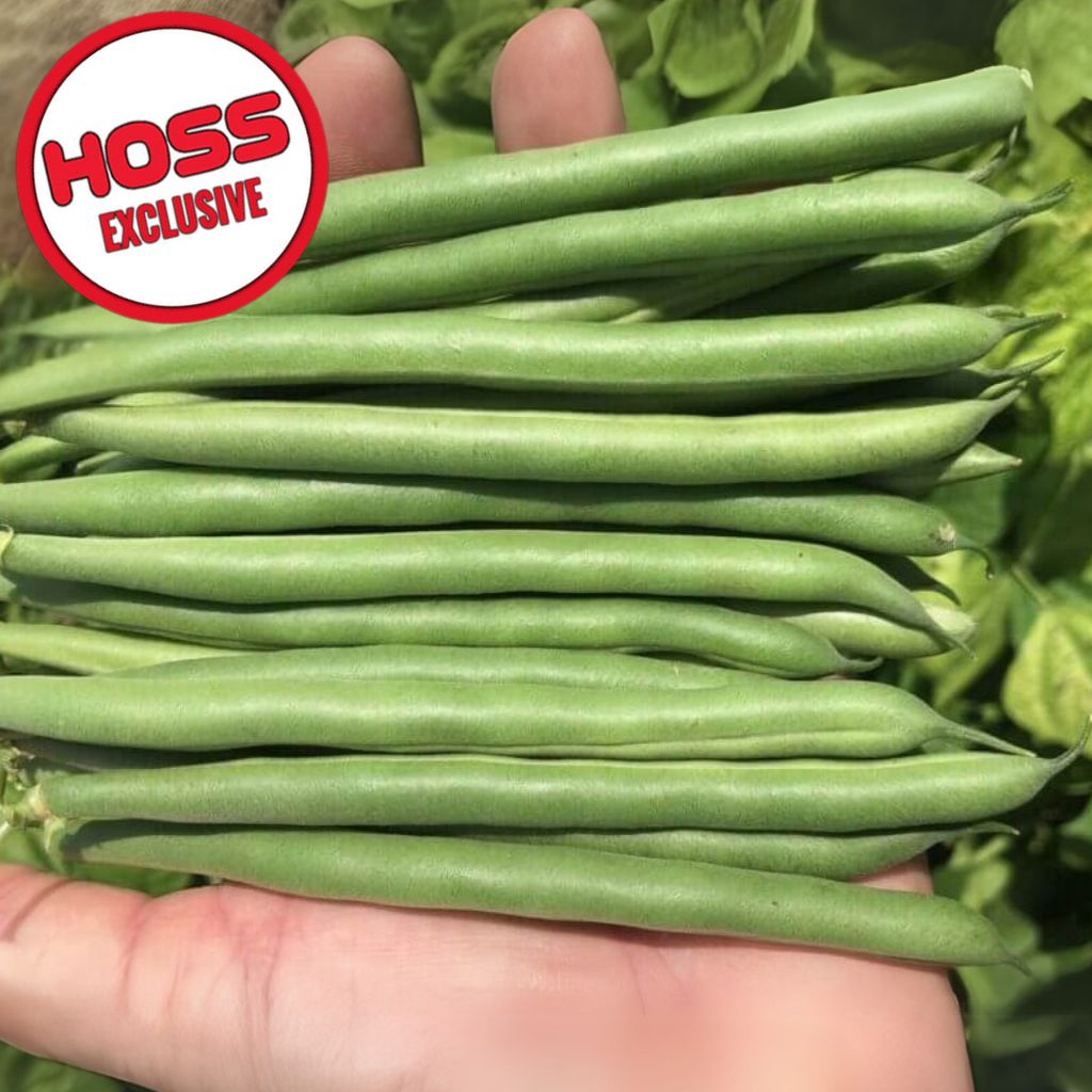 Hoss Green Blaze Bush Bean