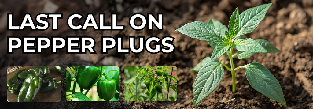 Last Call On Pepper Plugs Bundle