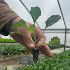Aspabroc Broccoli Plug Bundle