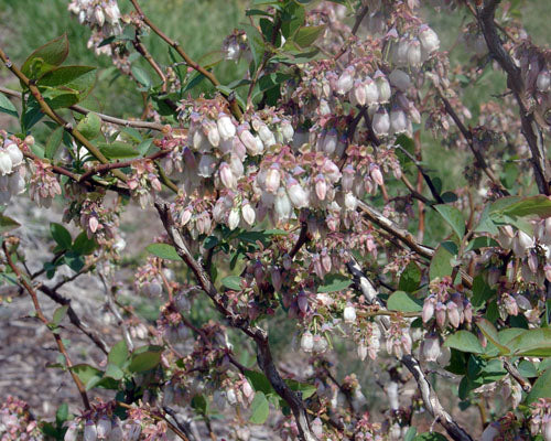Flowering blueberry plant with green leaves and white flowers on a blurred natural background