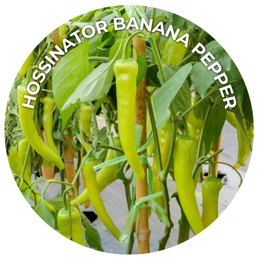 Yellow banana peppers hanging on a plant