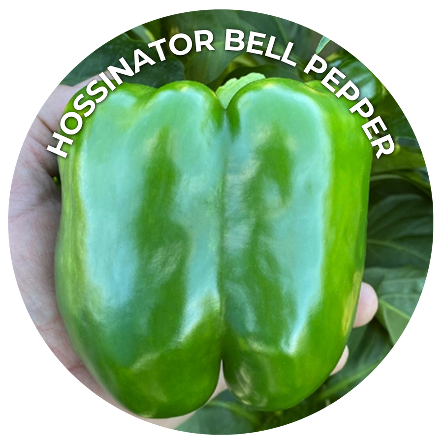 Hand holding a green bell pepper