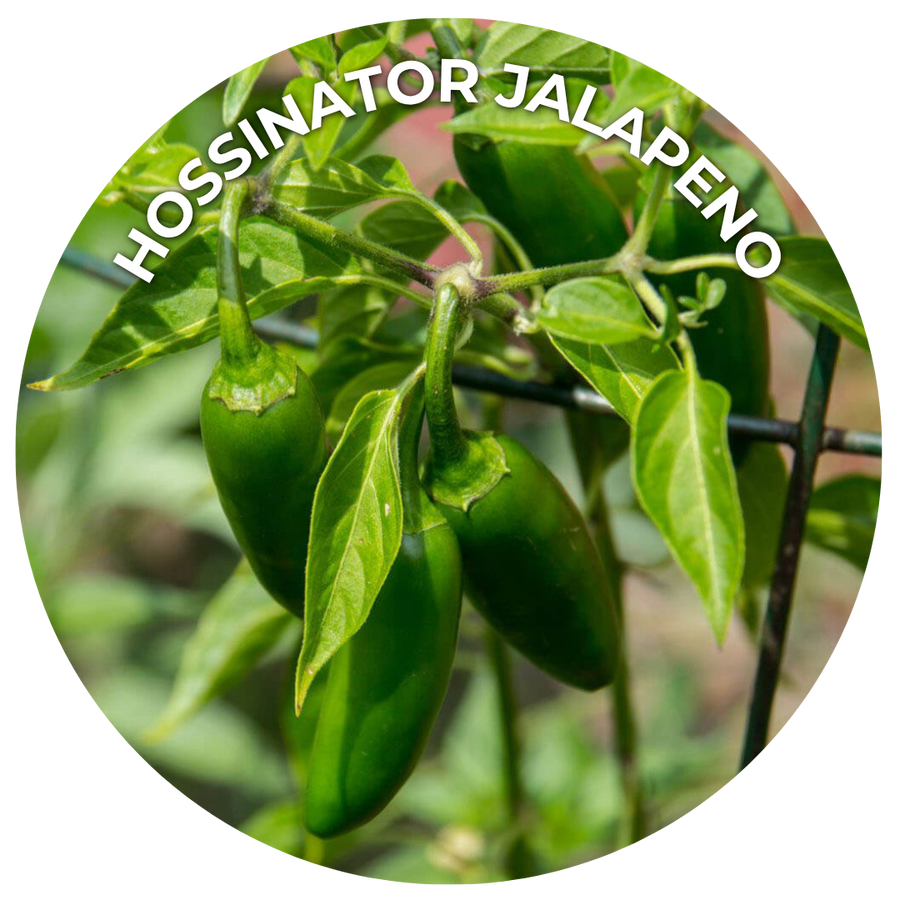 Green jalapeno peppers hanging on a plant